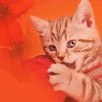 The Small Tiger - Маленький Тигр